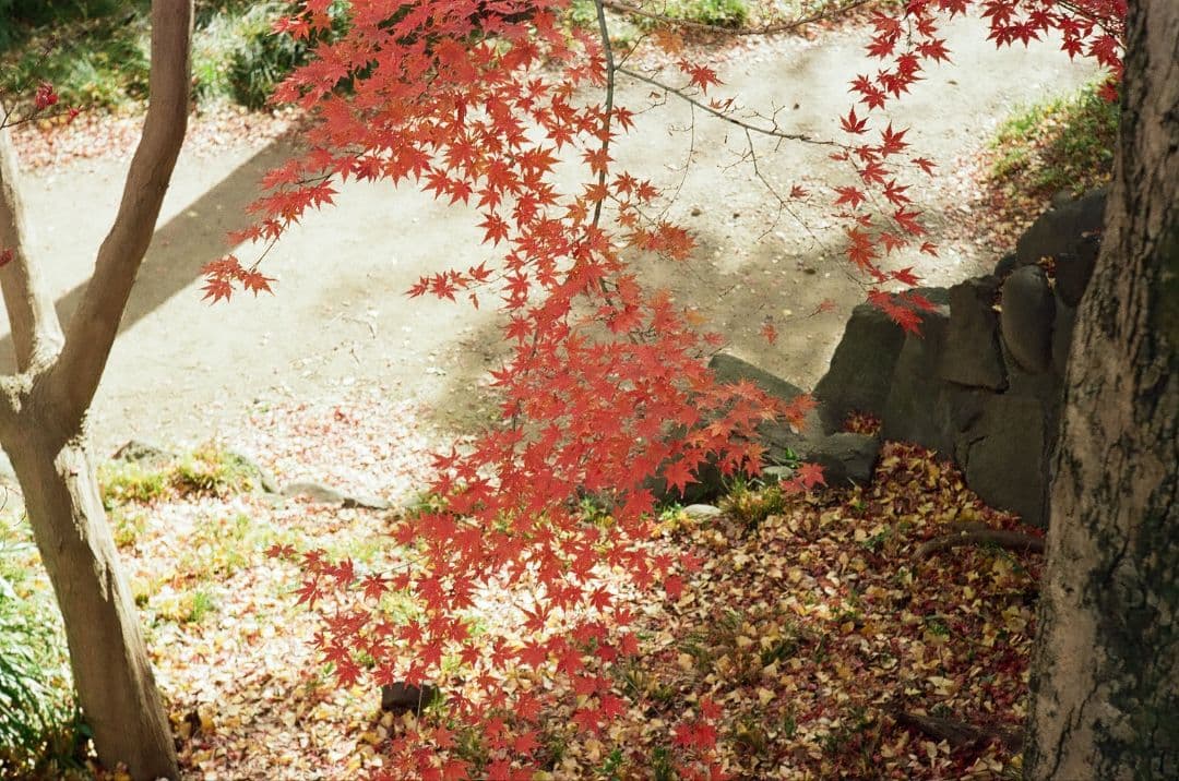 Canon P & Jupiter-8 完動品 - メルカリ