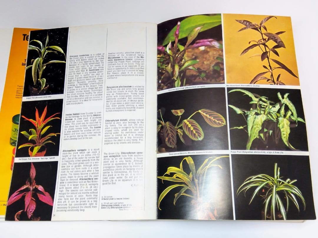 k*i様 希少古書 1972年～ テトラ 世界のアクアリウム情報誌 創刊号 No