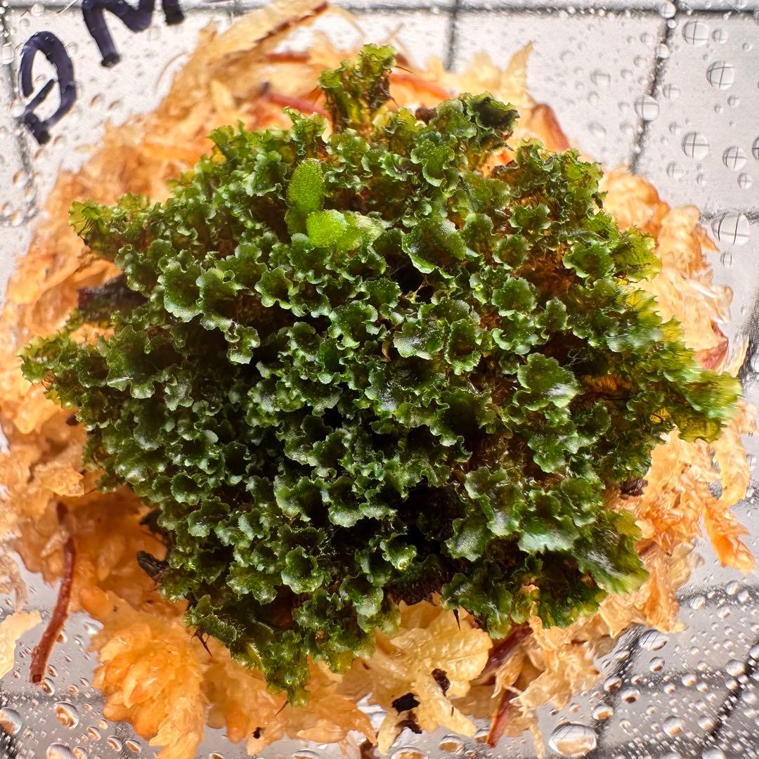 ①【3セット限定タイムセール！】P.willinckii OMG 前葉体 XL - メルカリ