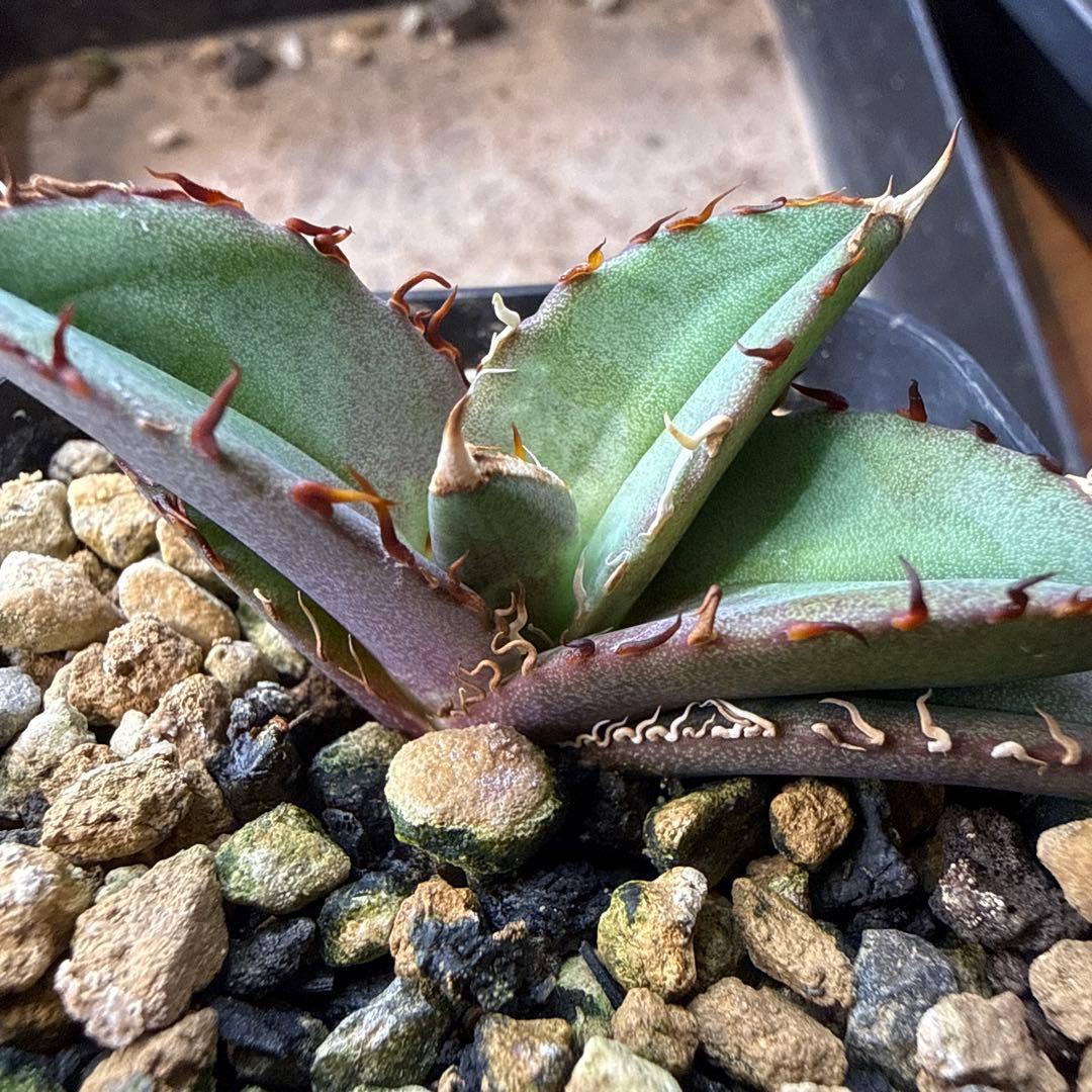 99 アガベ 青葉 オテロイ実生 選抜 チタノタ オアハカ ブルー - メルカリ