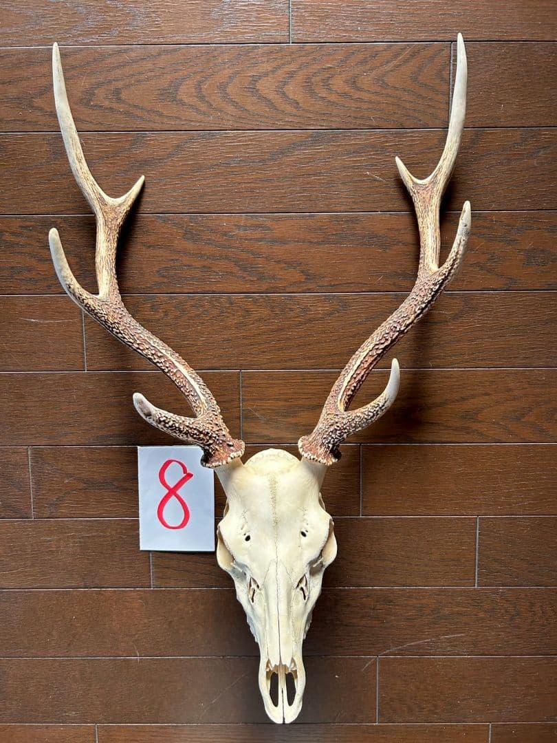 ⑧[1点もの] ハンティングトロフィー 鹿の角 頭蓋骨 日本鹿 スカル