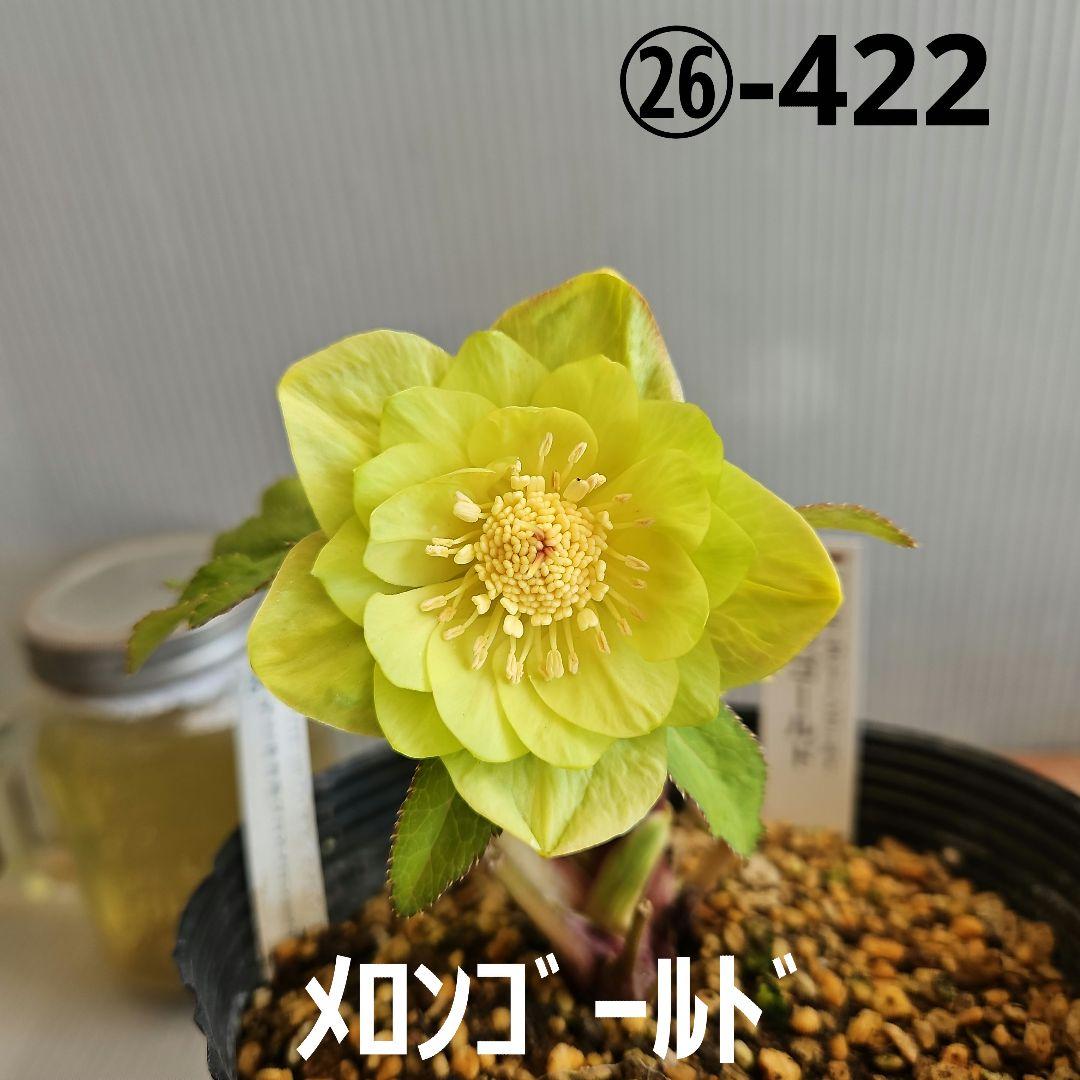 おぎっちょ様ご購入苗㉖-422クリスマスローズ 楽天市場】2023年新入荷苗 クリスマスローズ オリエンタリス ピコティ