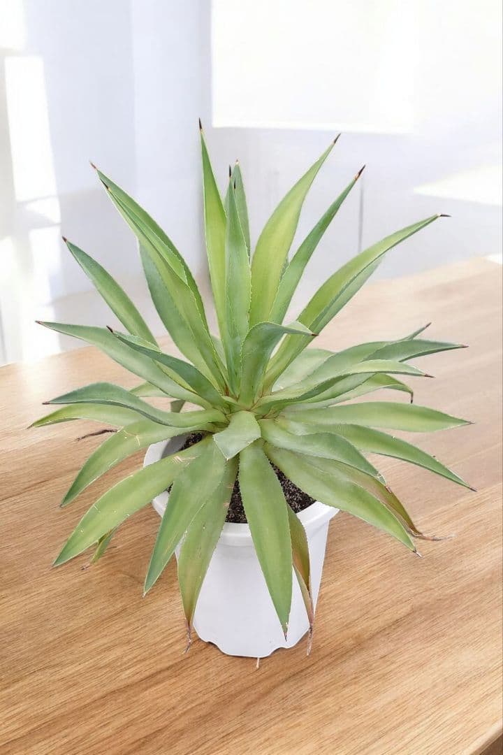 オリーブの木 盆栽風 ルッカ 6号 約30cm NO.808 人気品種 現品掲載