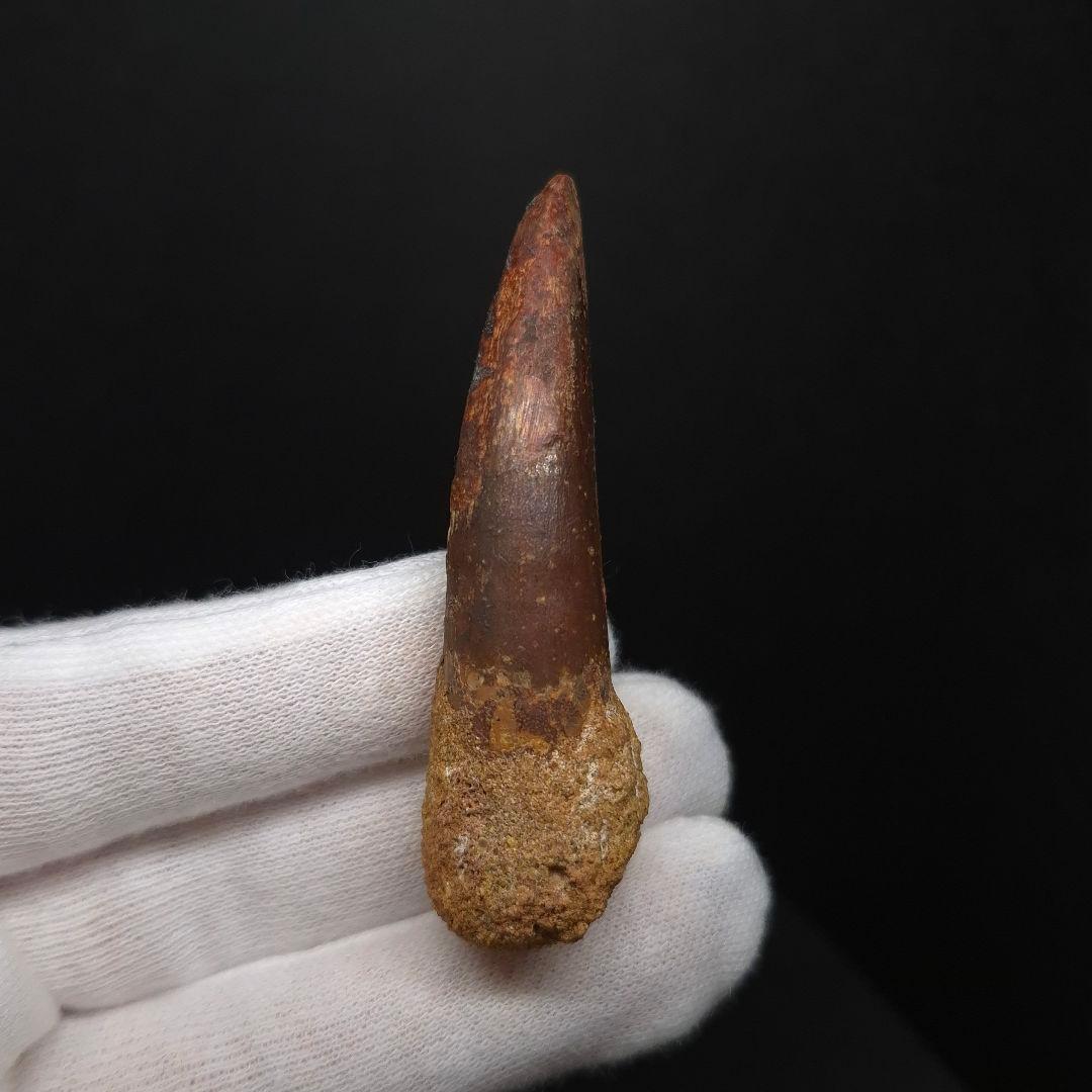 スピノサウルス 本物 モロッコ産 64.02mm fsp4