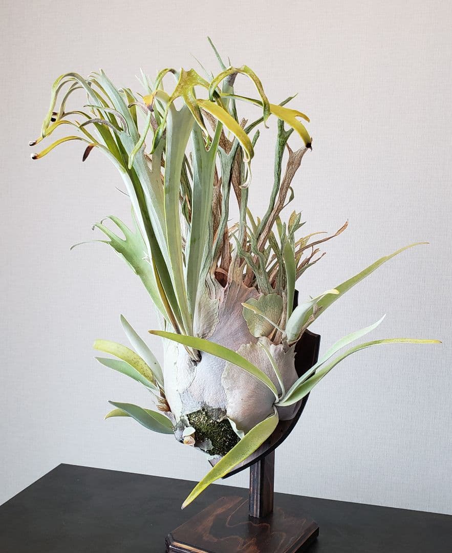 ビカクシダ ベイチーワイルド 子株 veitchii wildビカクシダveitchii