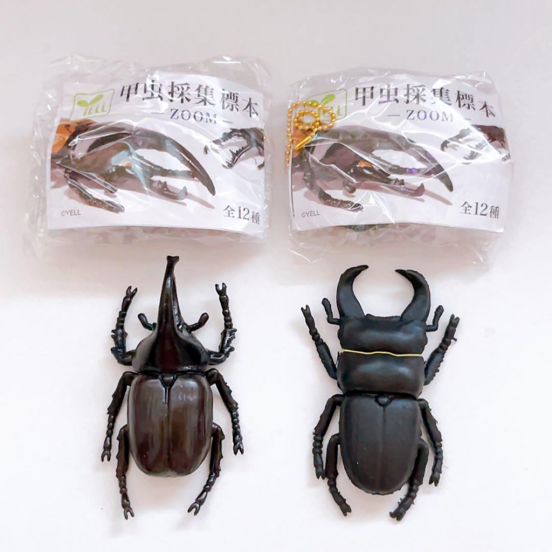 甲虫採集標本 ZOOM 2種セット 昆虫 ガチャ - メルカリ