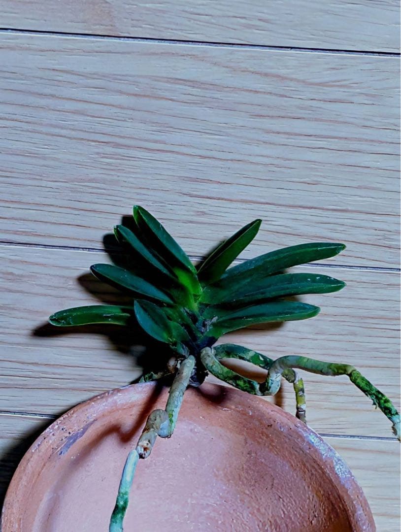 富貴蘭「紫金剛」1本子付き開花株 - メルカリ