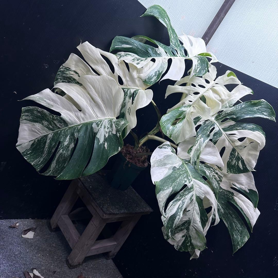 斑入りモンステラ ホワイトタイガー極美大株74cm白斑多 - メルカリ