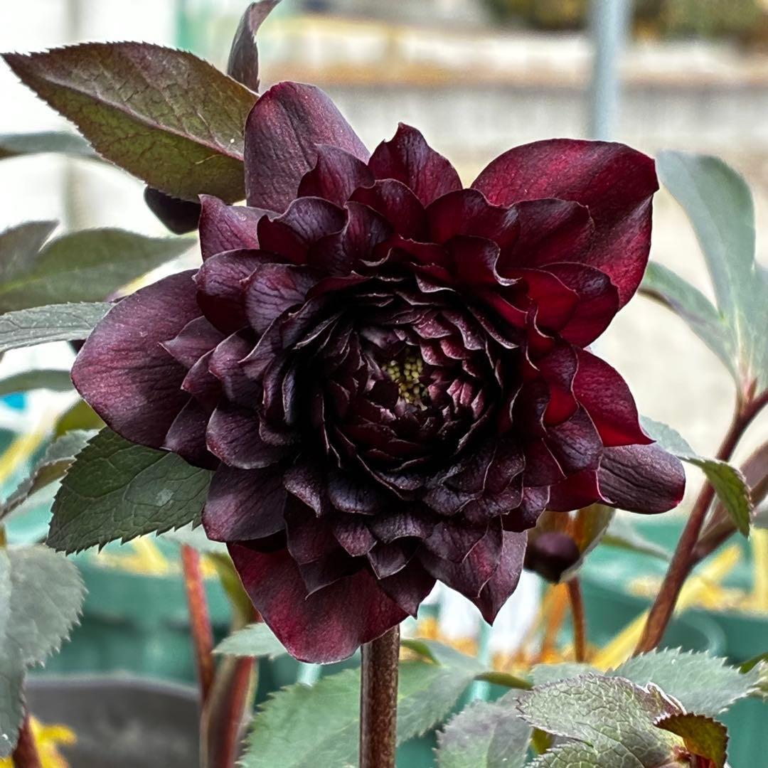 ま*こ様 3552☘️蕾花付き☘️親株☘️⭐️クレオパトラ⭐️小中輪⭐️超多弁⭐