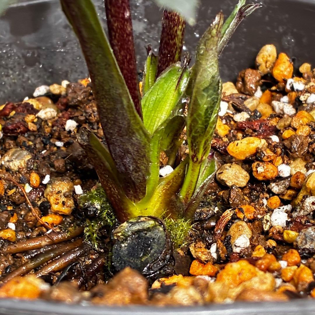 ま*こ様 3552☘️蕾花付き☘️親株☘️⭐️クレオパトラ⭐️小中輪⭐️超多弁⭐