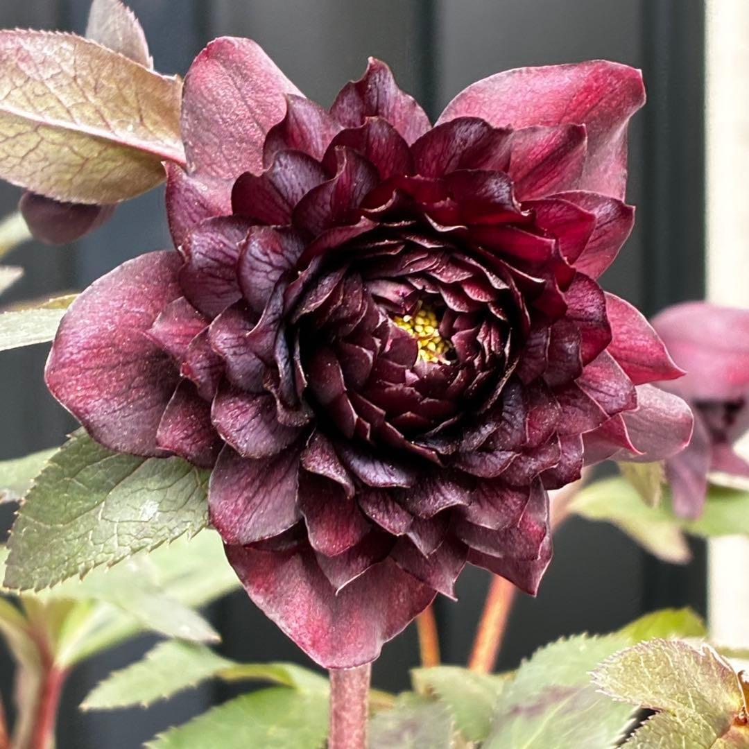 ま*こ様 3552☘️蕾花付き☘️親株☘️⭐️クレオパトラ⭐️小中輪⭐️超多弁⭐