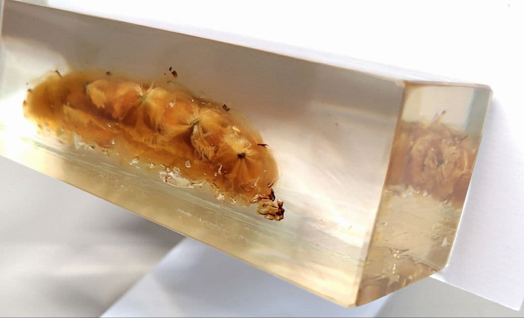 樹脂封入シロアリ女王卵巣標本 70mm☆本当に珍しい標本☆ - メルカリ