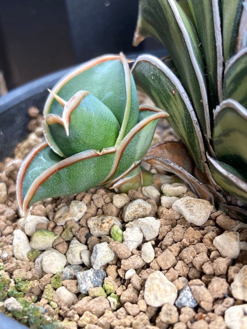 サンセベリアロリダ子株斑入り-ユーキャン日本大地図2024.1版