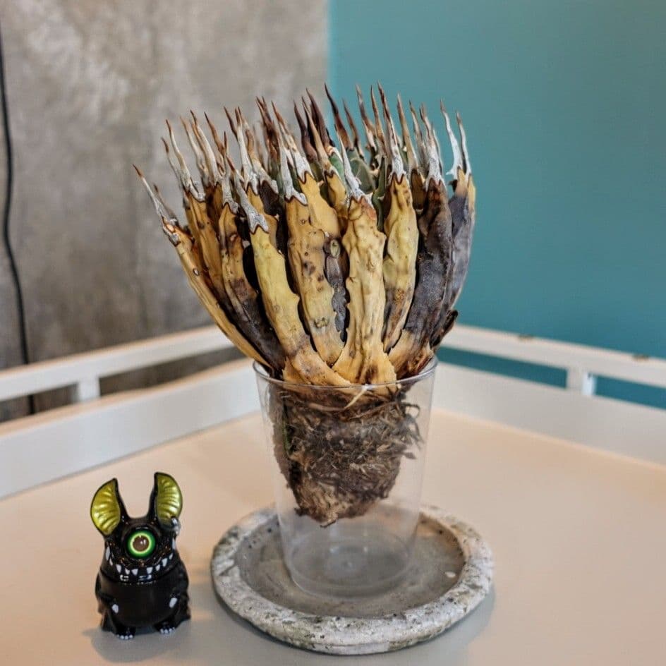 リ*ゴ様 【年末大サービス出品】陽炎・エボリスピナ/ベアルート株