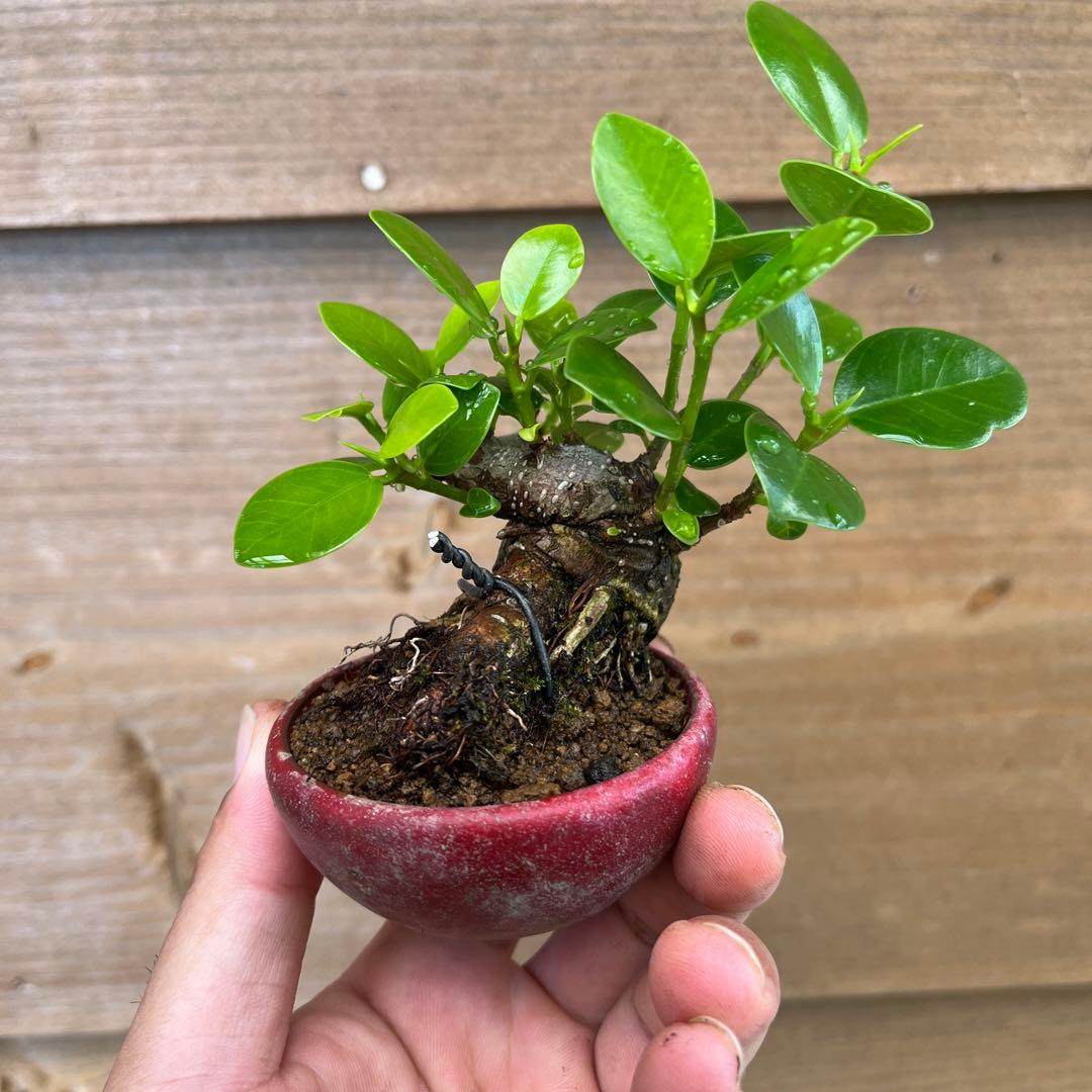 ガジュマルミニ盆栽極太希少品種パンダガジュマル - メルカリ