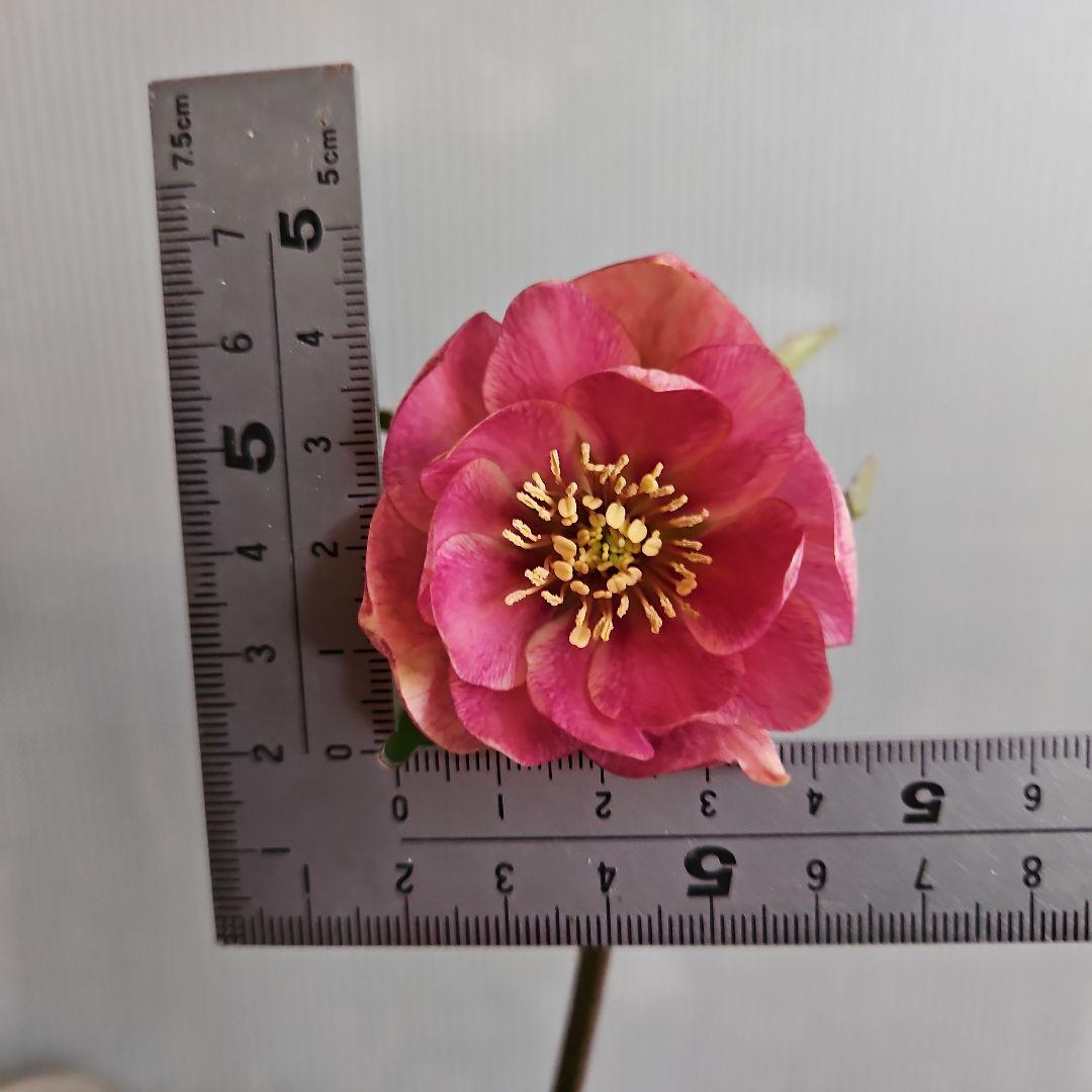 ごまたまご様ご購入苗㉖-205㉖-92クリスマスローズ - 花人気