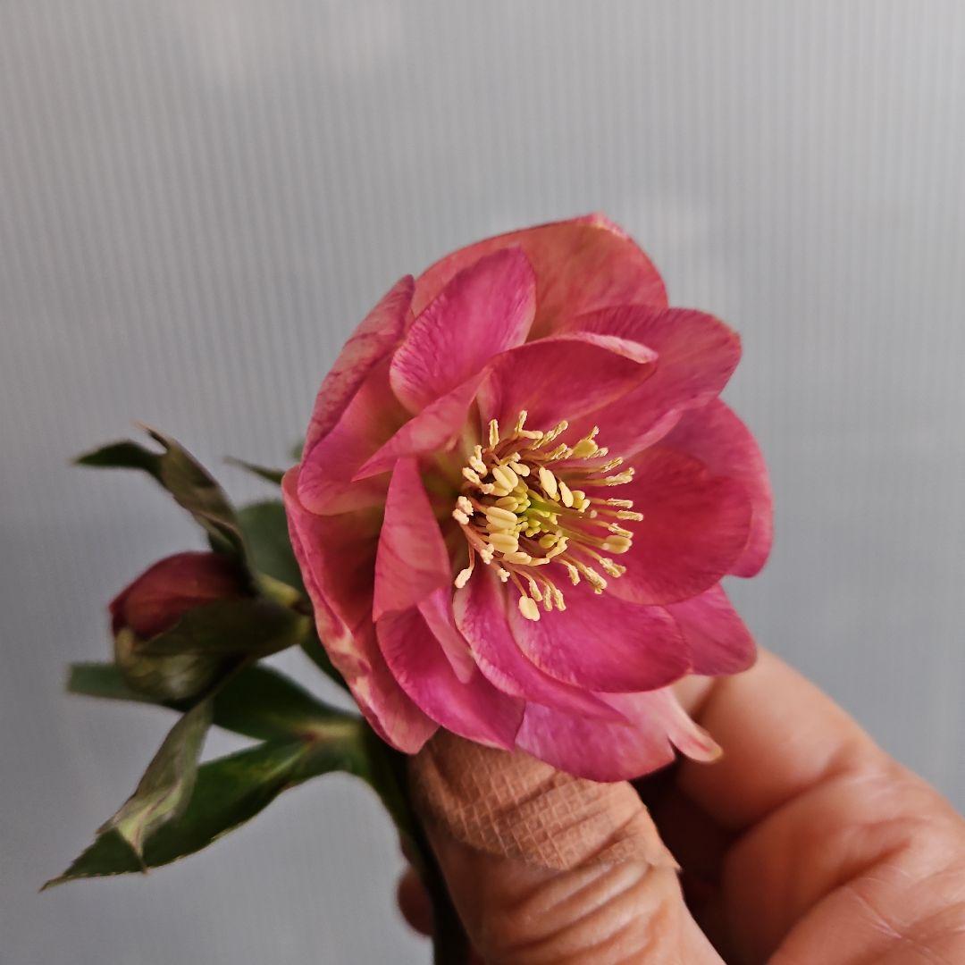 ごまたまご様ご購入苗㉖-205㉖-92クリスマスローズ - 花人気