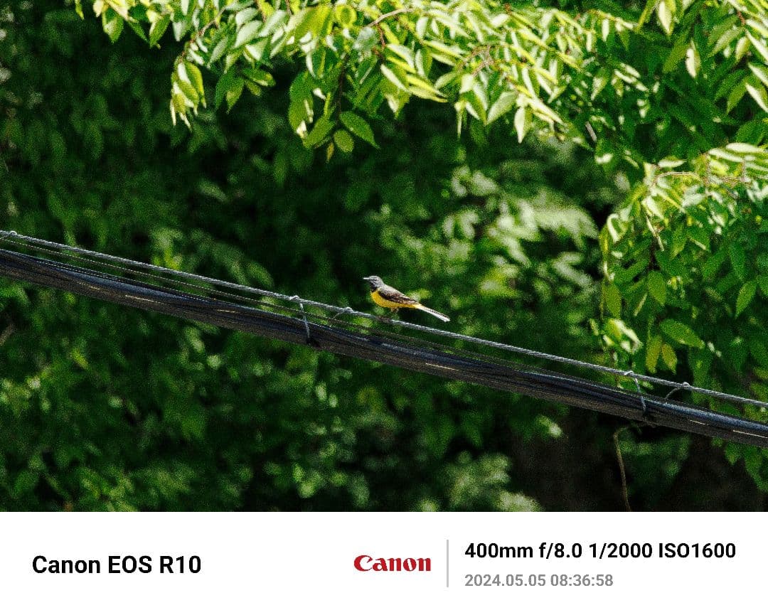 美品RF 100-400F5.6-8 IS USM+ F-Foto製三脚座リング