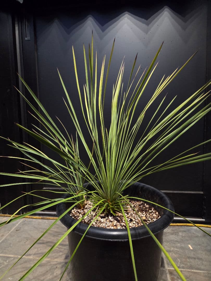 専用出品 ユッカ リネアリフォリア eff4d6c730b565c8ca3e1b481be6a3