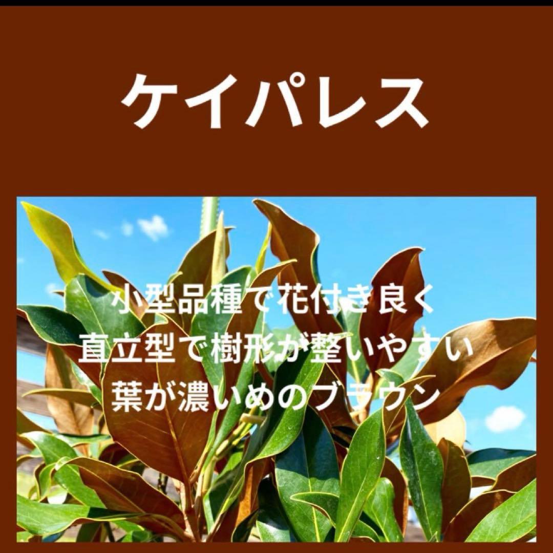 34.ケイパレス マグノリア 泰山木 タイサンボク 苗 苗木 小型品種 泰山木 タイサンボク 苗木 プラエコックス 樹高55cm 6号 矮性 四季咲き