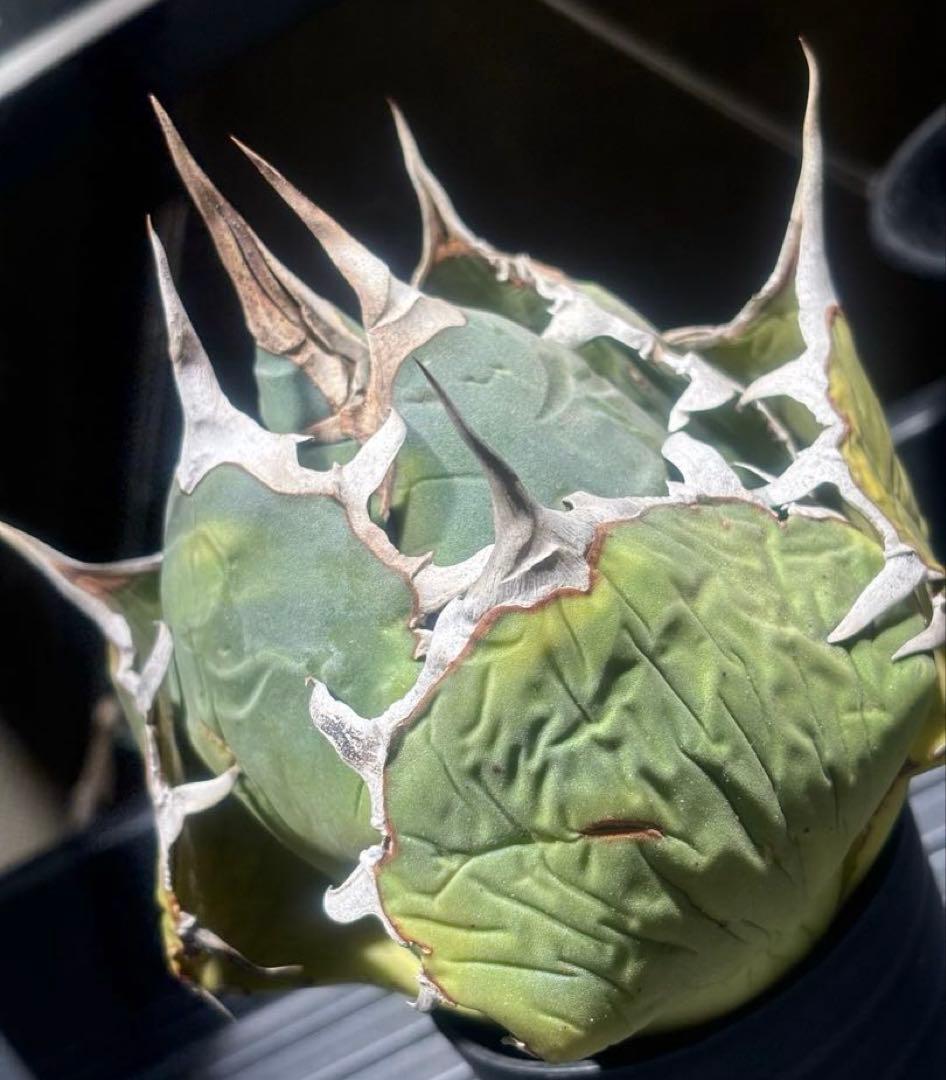 限定品！アガベオアハカオテロイ現地球（極上株）超S級良形super