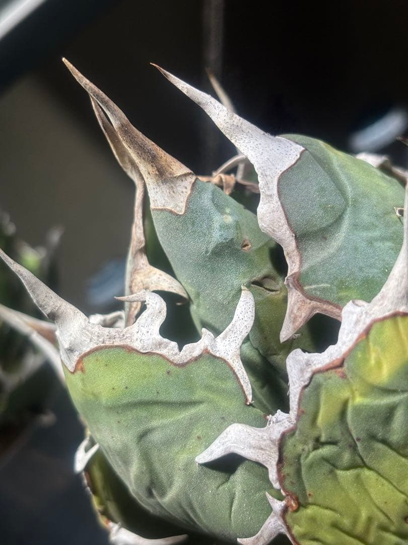 限定品！アガベオアハカオテロイ現地球（極上株）超S級良形super