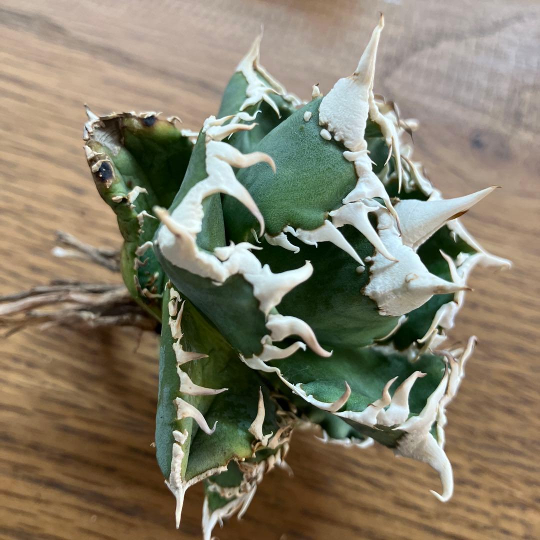 白 お*ん様 超選抜【オークション】④ 極太棘 子株3株付き アガべ 白豪