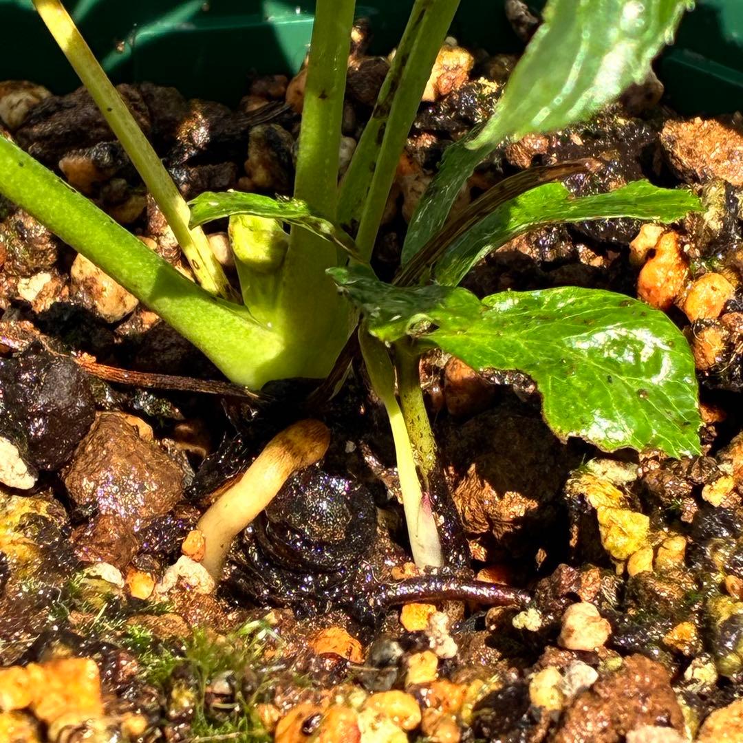 ガ*ル様 ☘️限定1株☘️未株分け☘️極上☘️3352⭐️真ブラック⭐️激スレー