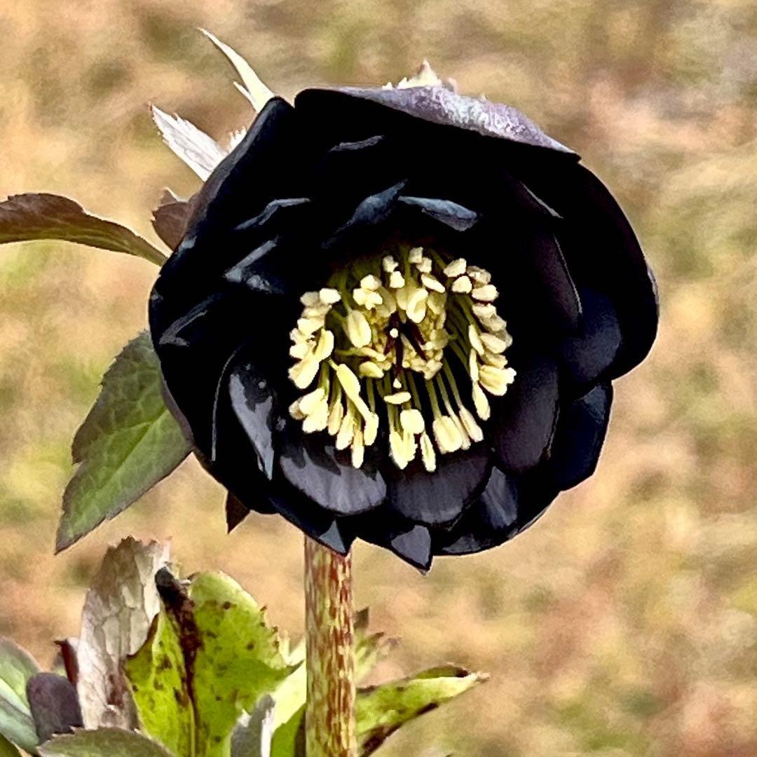 ガ*ル様 ☘️限定1株☘️未株分け☘️極上☘️3352⭐️真ブラック⭐️激スレー