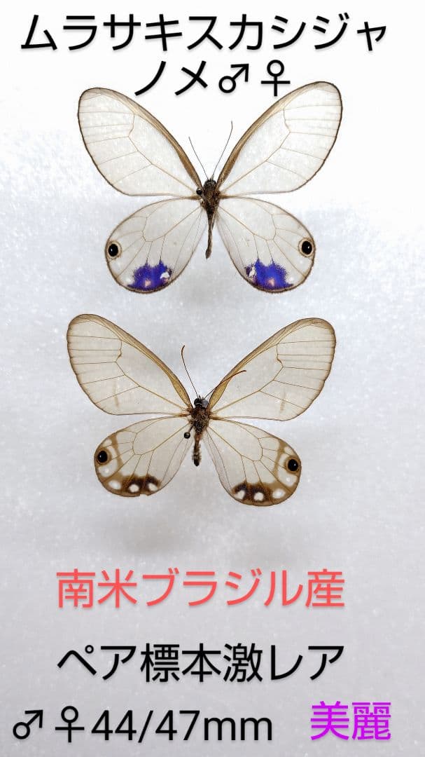ムラサキスカシジャノメ ペア標本★南米ブラジル産★美麗紫色♀稀個体貴重 ムラサキスカシジャノメ ペア標本☆南米ブラジル産☆美麗紫色♀稀個体