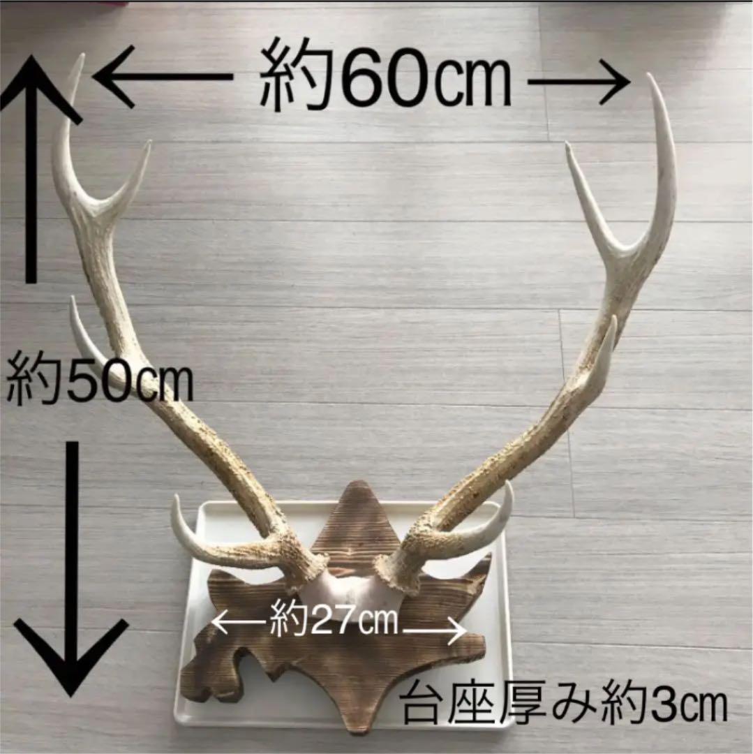 北海道 エゾシカ 鹿の角 トロフィー 台座付き - メルカリ