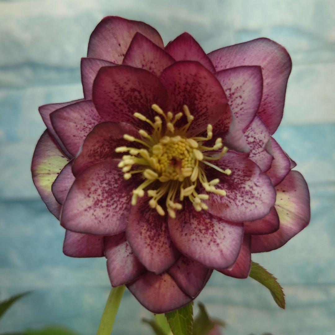 ☀️クリスマスローズ開花株❗☀️4号ロング鉢植え☀ - メルカリ