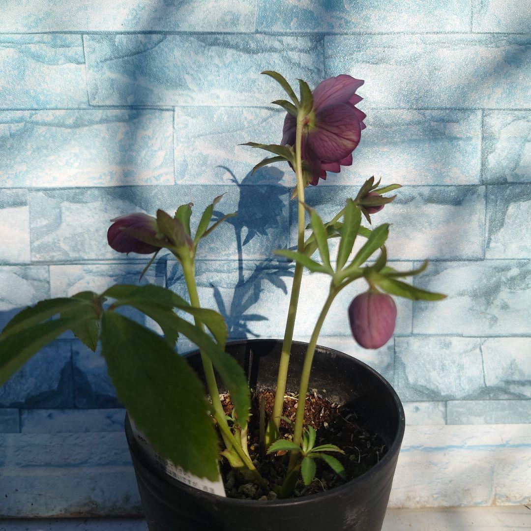 ☀️クリスマスローズ開花株❗☀️4号ロング鉢植え☀ - メルカリ