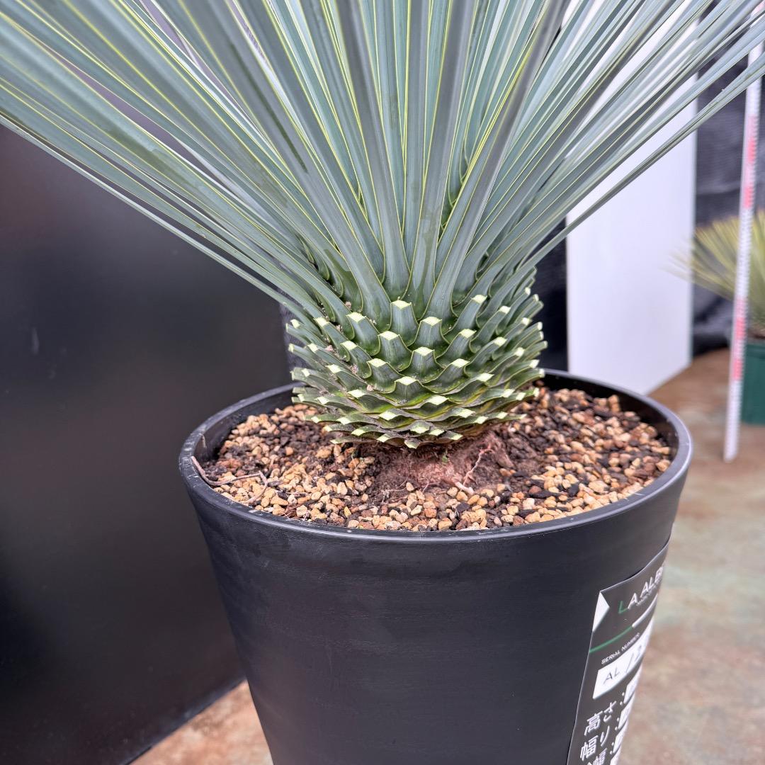 AL1206】ユッカ ロストラータ ランチョブルー（品種名） - メルカリ