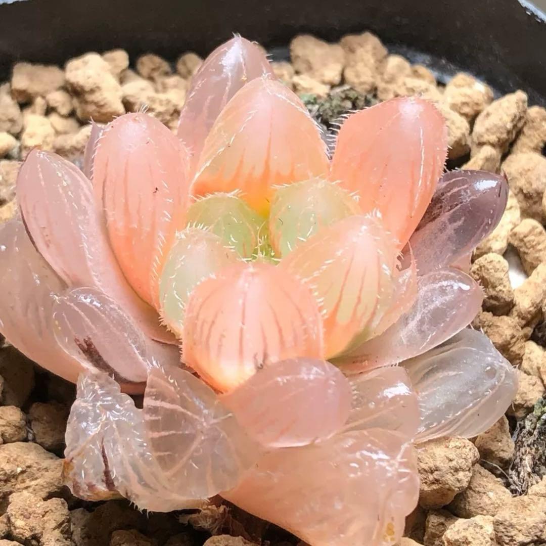 E*a様 多肉植物 ハオルチア 秋思いオブツーサ錦 糊斑 鮮明錦 - メルカリ