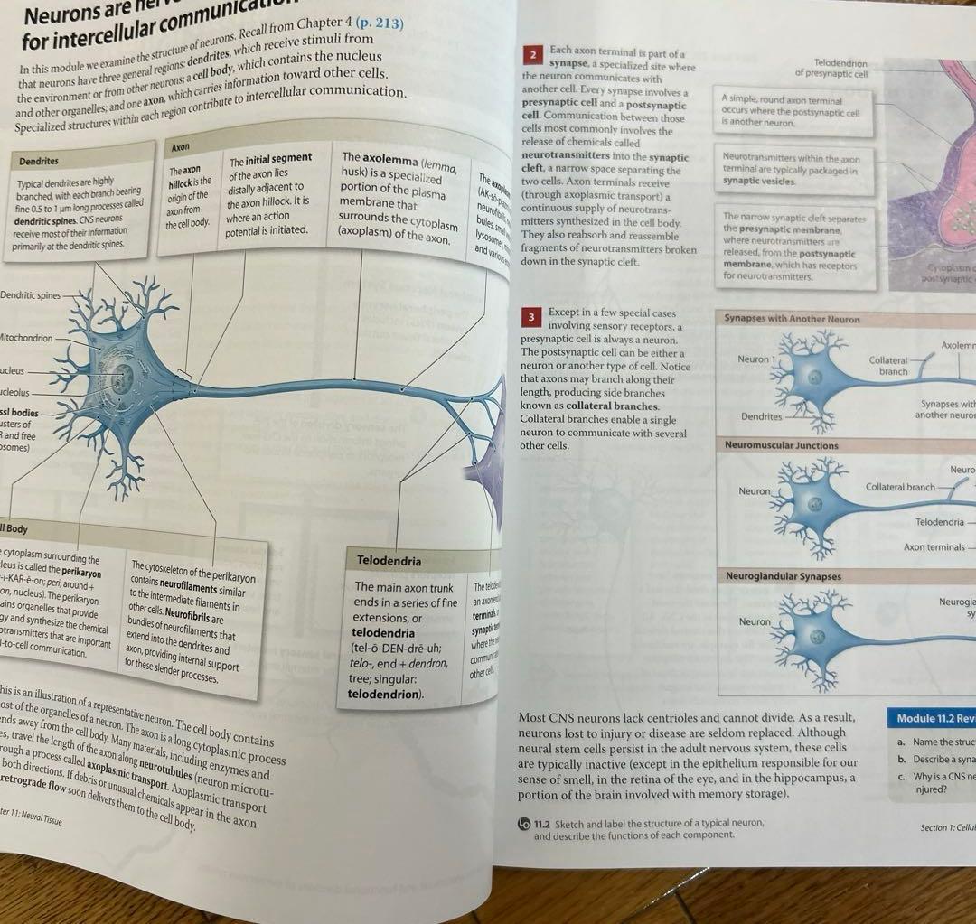 視覚解剖学と生理学、グローバルエディション+マルティーニの人体地図