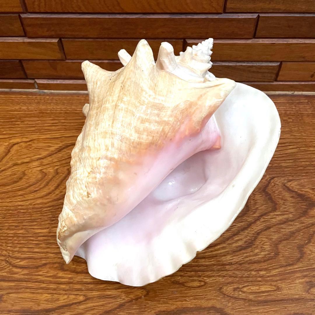 希少 コンク貝 コンクシェル ピンク貝 法螺貝 - メルカリ