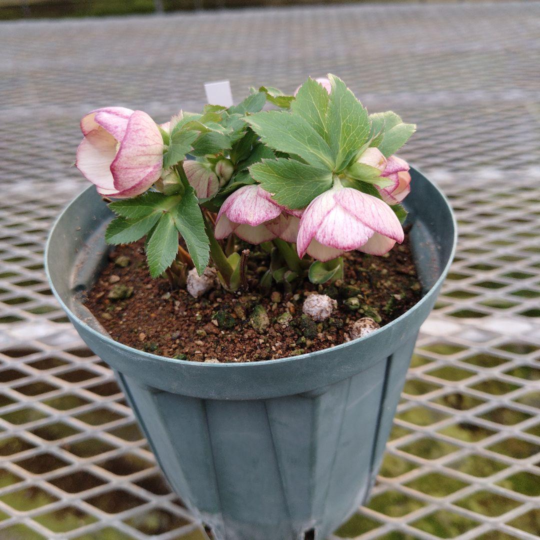 夕*え様 クリスマスローズセミダブル開花苗 - メルカリ