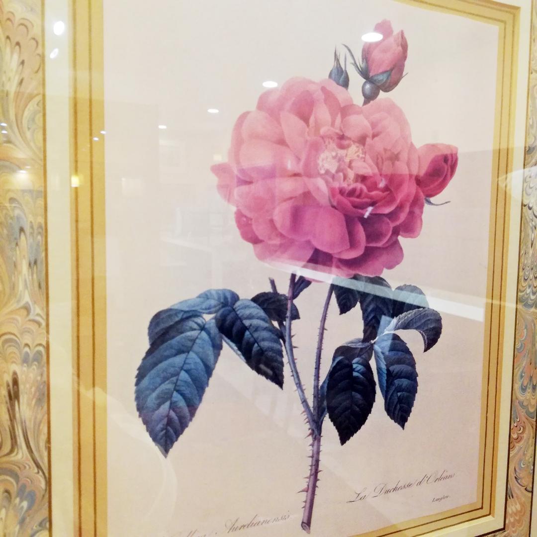 ◇P.J.Redoute　H.HAL CHICAGO KRAMER　薔薇　絵画