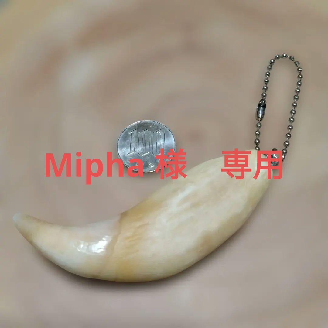 熊牙キーホルダー　約８cm　ヒグマの牙　羆の牙　　ヒグマ　羆　魔除け　災難除け 熊牙キーホルダー約8cm ヒグマの牙 ヒグマ 羆 魔除け 災難除け - メルカリ