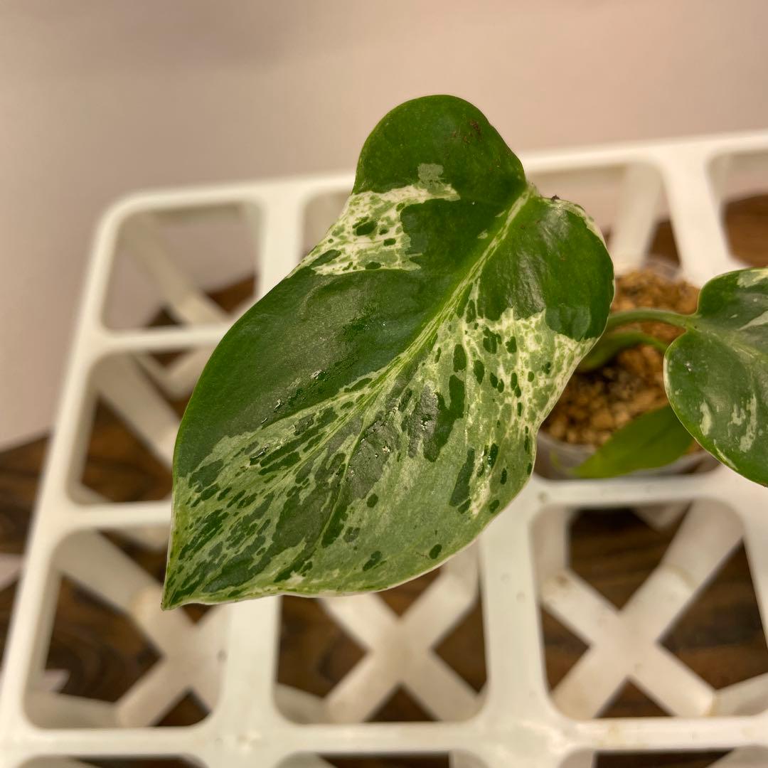 ロ*イ様 ms27品種保証！斑入り保証 モンステラ バルバソー フシギダネ q19品種保証！斑入り保証！Bulbasaurモンステラ バルバソー フシギダネ