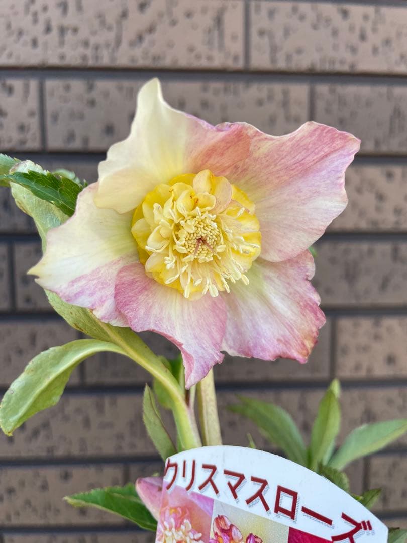 クリスマスローズ　セミダブル　ゴールド交配　 花苗　開花株　蕾　野田園芸 クリスマスローズ セミダブル ゴールド交配 花苗 開花株 蕾 野田園芸