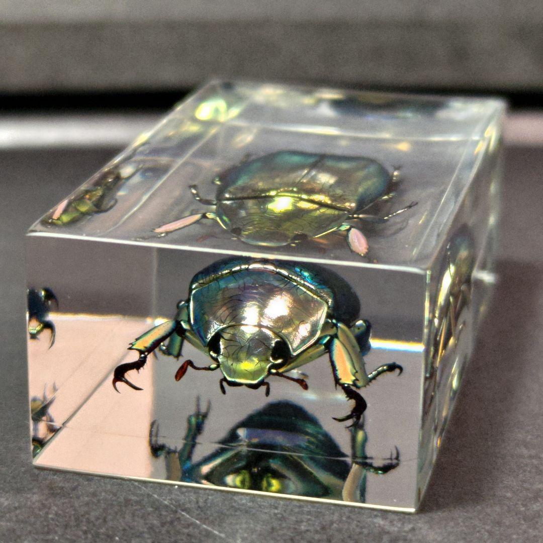 プラチナコガネ レジン封入標本 - メルカリ