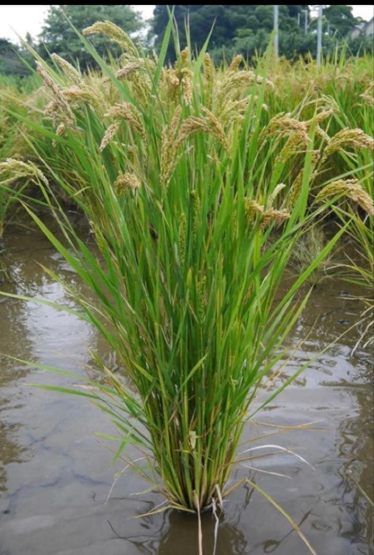 自然栽培米 ハッピーヒル(うるち米)種籾 200g 陸稲おかぼ可能 - メルカリ