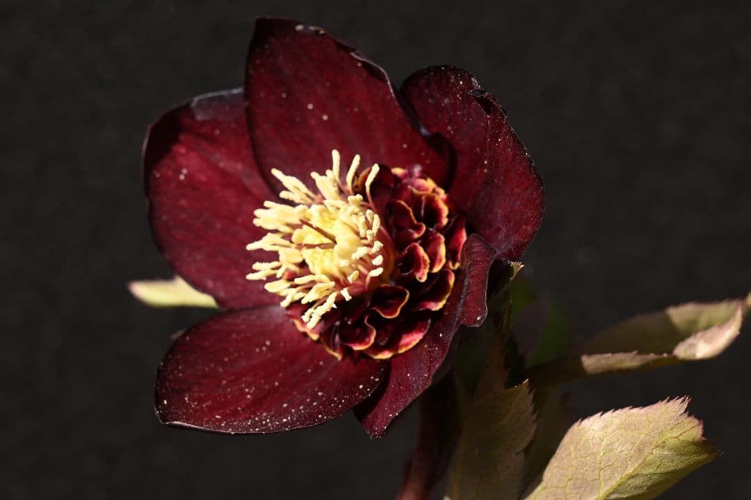 クリスマスローズ 1級品 認定sdキラメキ✩チョコレート 赤軸 赤蕊 加藤