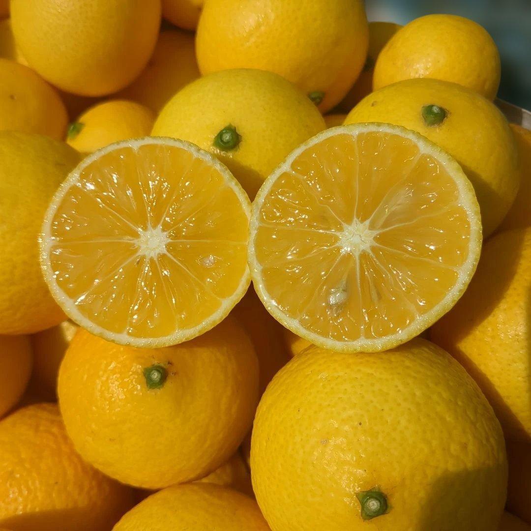 みつばち果樹園 湘南ゴールド 2.7kg サイズmix - メルカリ