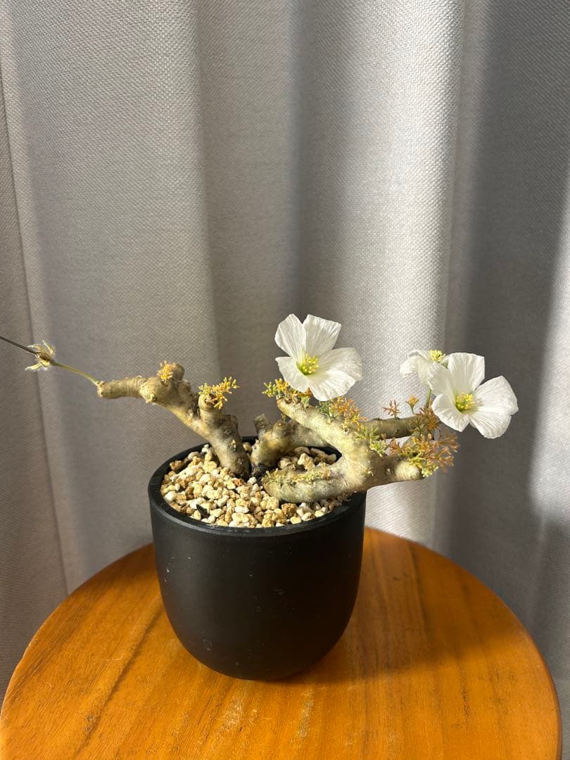 良型発根済サルコカウロン ムルチフィズム モンソニア ムルチフィダ