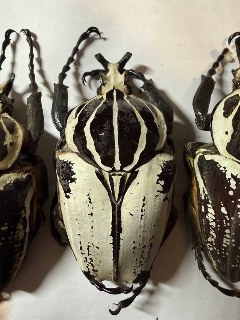 カメルーン ゴライアスオオツノハナムグリ 4頭 B品含みます