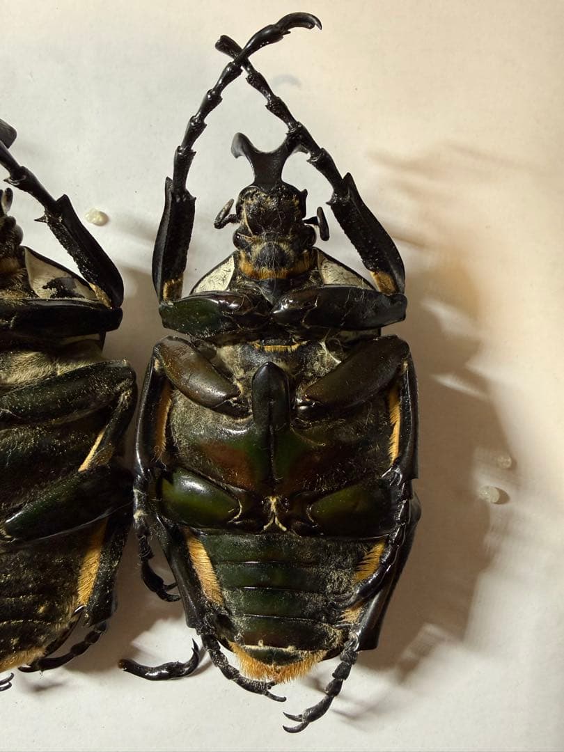 カメルーン ゴライアスオオツノハナムグリ 4頭 B品含みます