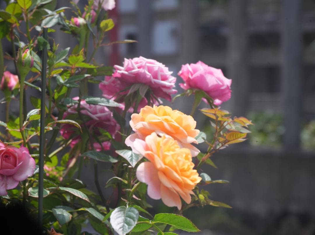 テスト画像有 古典玉 Monopol 15cm f8 Leica-Lマウント改 - メルカリ